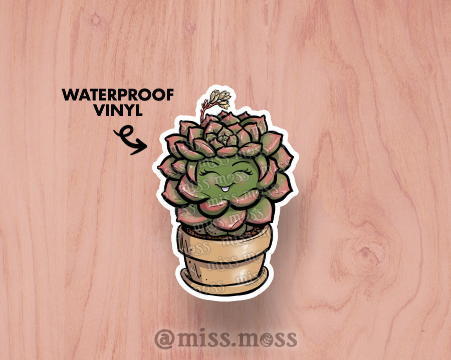Echeveria Succulent  Large Vinyl Sticker